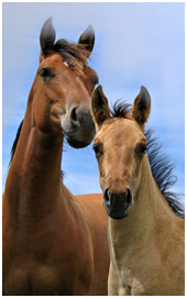 Equine Insurance